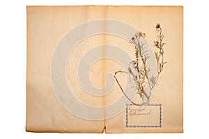 Dried flower on old, gone yellow paper