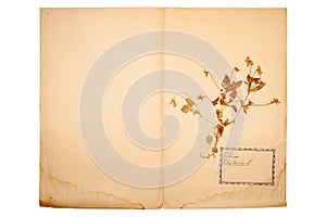 Dried flower on old, gone yellow paper