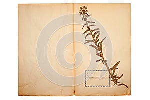 Dried flower on old, gone yellow paper