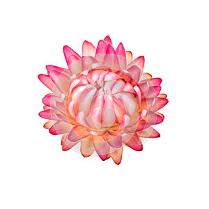 Dried Flower. One Pink Everlasting Straw Flower Isolated on White photo