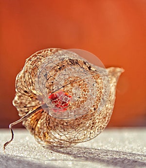 Dried flower on an Orange background