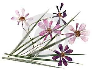 Dried flower petals, application bouquet of dry  flowers