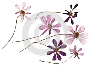 Dried flower petals, application bouquet of dry  flowers