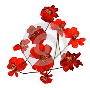 Dried flower petals, application bouquet of dry  flowers