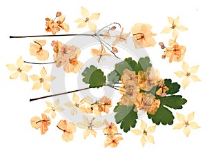 Dried flower petals, application bouquet of dry  flowers