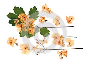 Dried flower petals, application bouquet of dry  flowers