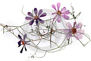 Dried flower petals, application bouquet of dry  flowers