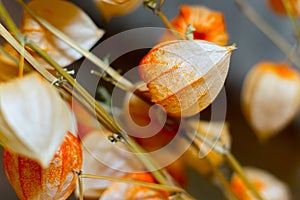 A dried flower physalis on blurred background