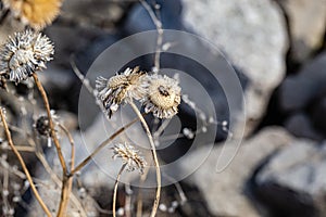 Dried flower receptacle, dried sunflower, flowers, Helianthus on blurred background