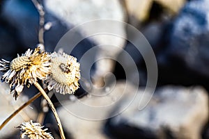 Dried flower receptacle, dried sunflower, flowers, Helianthus on blurred background