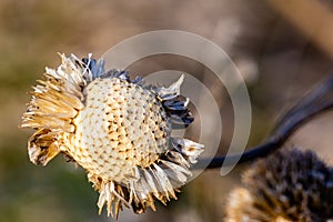 Dried flower receptacle, dried sunflower, flowers, Helianthus on blurred background