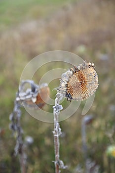Dried flower of a sunflower with sunflower seeds on a field in autumn