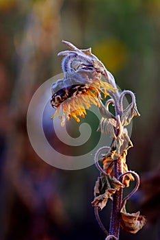 The dried flower of a sunflower is tending downwards