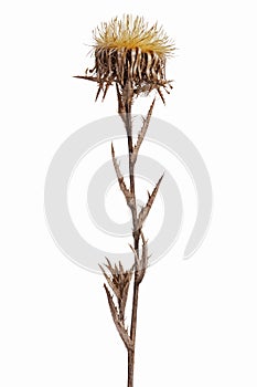 Dried flower with thorns