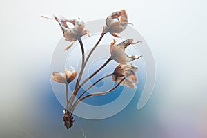 Dried Flower in a Web