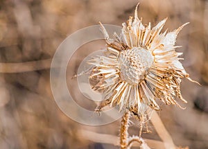 Dried Flower in Winter