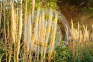 Dried flowering grass landscape in a rural green meadow under soft flare sunset evening in summer season