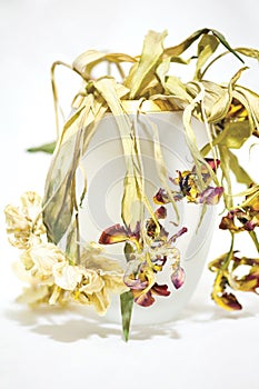 Dried flowers