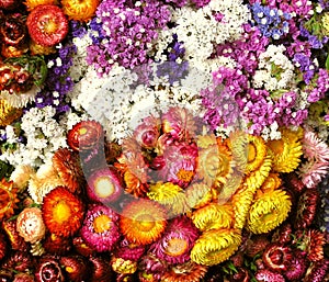 Dried flowers