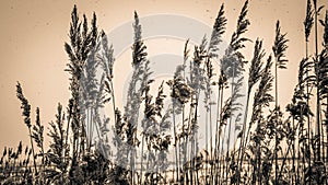 Dried flowers against the sky, a beautiful background of spikelets, a bewitching floral background, beige spikelets at the dawn