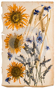 Dried flowers on aged paper sheet. herbarium of sunflowers, corn