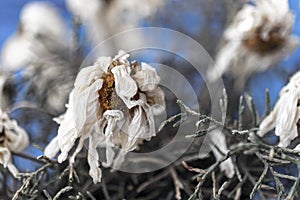 Dried flowers and bokeh in front of rustic wooden background in blue colors. old but unforgettable love. memories.