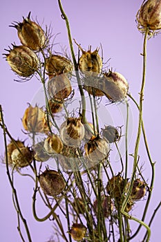 Dried flowers. Bouquet for the interior. Nigella