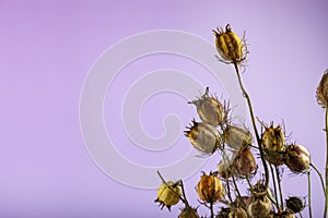 Dried flowers. Bouquet for the interior. Nigella