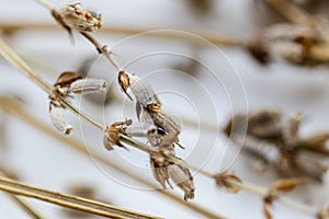 Dried flowers with branches Lavender