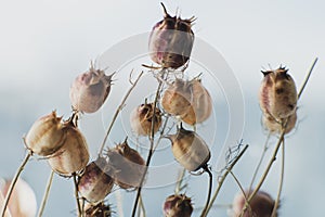 Dried flowers, close-up view. Sadness, autumn melancholy, depression, mourn, grief concept