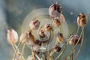 Dried flowers, close-up view. Sadness, autumn melancholy, depression, mourn, grief concept