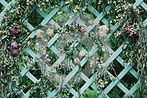 Dried flowers on decorative lattice in the garden.