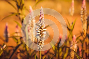 Dried flowers in a field, Sun Celosia Flamingo in the evening.