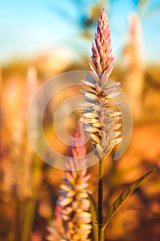 Dried flowers in a field, Sun Celosia Flamingo in the evening.