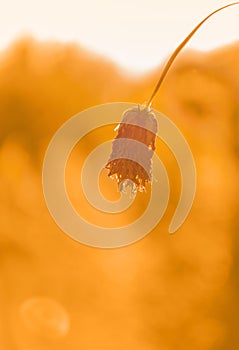 Dried flowers on a gold background. Dried Geogrin flower on a background bathed in the sun.