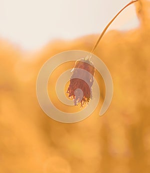 Dried flowers on a gold background. Dried Geogrin flower on a background bathed in the sun.