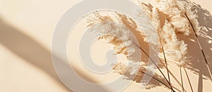 Dried flowers and grass twigs on beige backdrop with a wall shadow