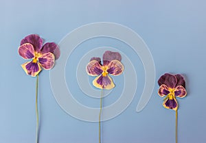 Dried flowers and herbaceous plants on a blue background. Botanical collection. Flowers composition.  Flat lay, top view, copy