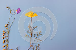 Dried flowers and herbaceous plants on a blue background. Botanical collection. Flowers composition.  Flat lay, top view, copy