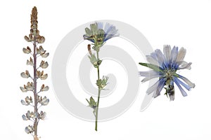 Dried flowers and herbarium