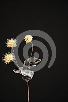 Dried flowers and leaves of Clematis, Elsa Spath.