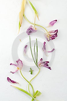 Dried flowers and leaves on a white textural background
