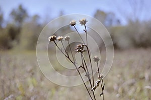 Dried flowers with long stems against blurred forest and blue sk