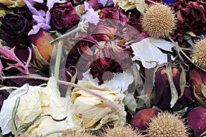 dried flowers, multicolor background