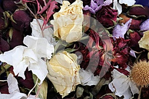 dried flowers, multicolor background