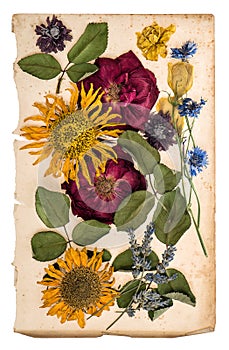 dried flowers over aged paper. herbarium lavender, roses, sunflowers, cornflower photo