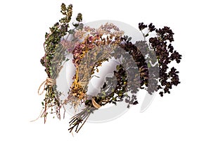 Dried Flowers and Stems of Thyme