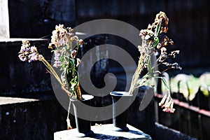 Dried flowers in two vases