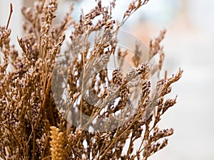 Dried flowers used in home decoration in bokeh bulb behind the s