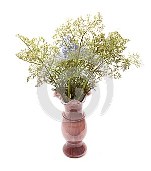 Dried flowers in a vase on a white background